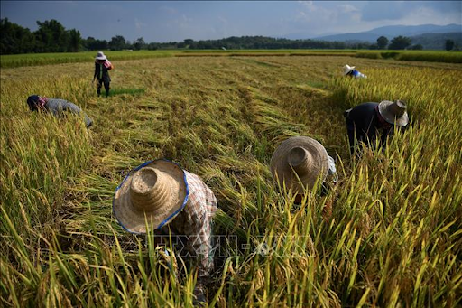 Nhu cầu toàn cầu đối với gạo Thái Lan vẫn mạnh trong năm nay