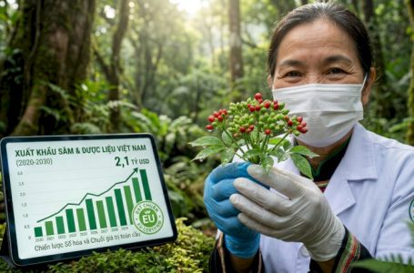 Lộ trình xuất khẩu dược liệu 2030: Khai phá “kho báu xanh”